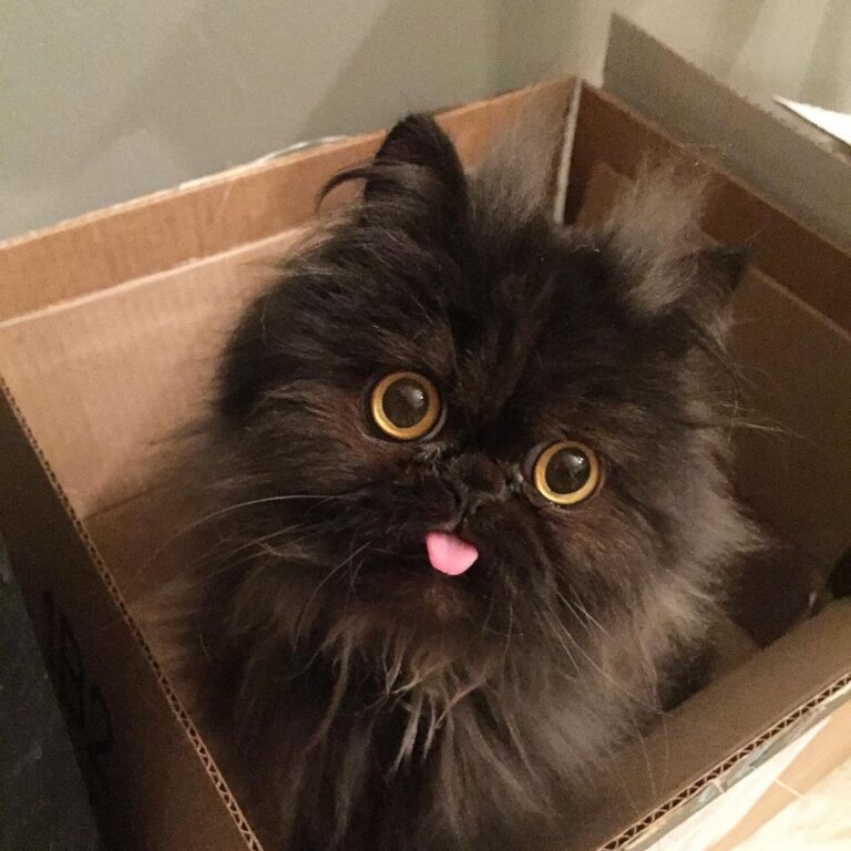 I cannot share bleps without sharing this one!