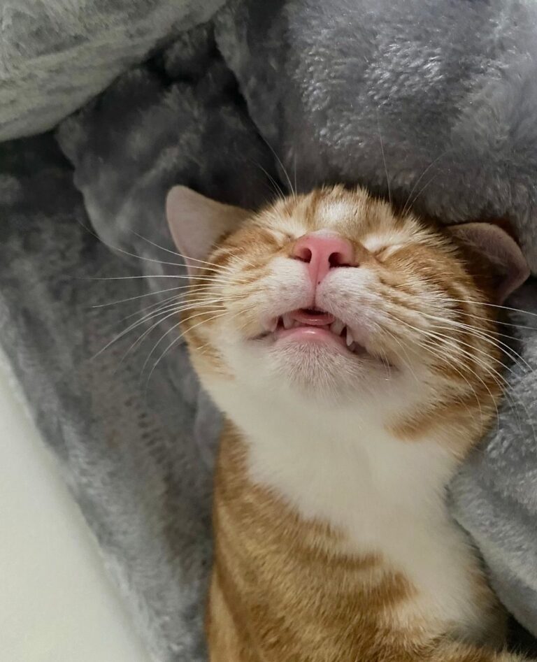 Those post treat naps always hit Poppy hard