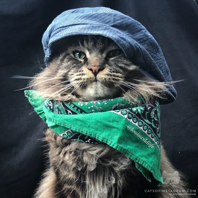 Voulez vous meow avec moi?