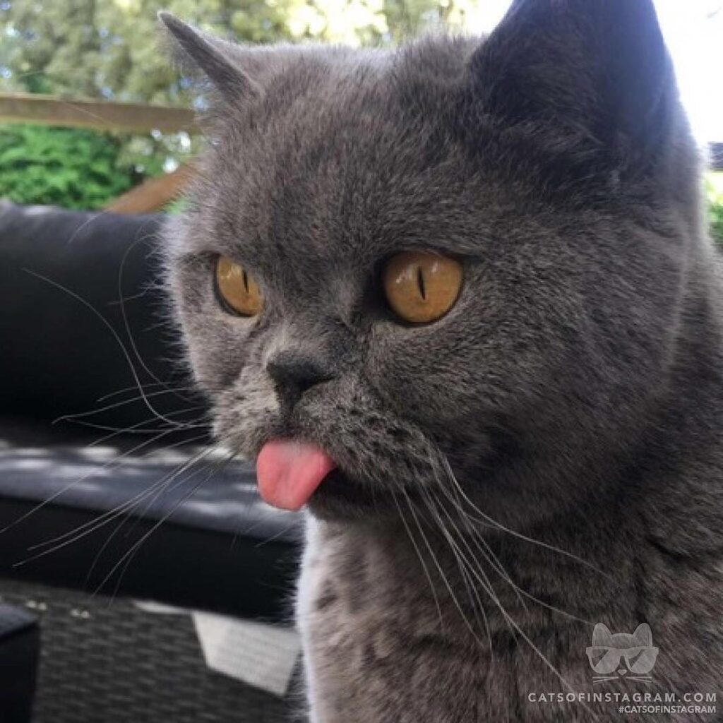 “Hi, I am Pearl the British Blue, I am 6 years old and very