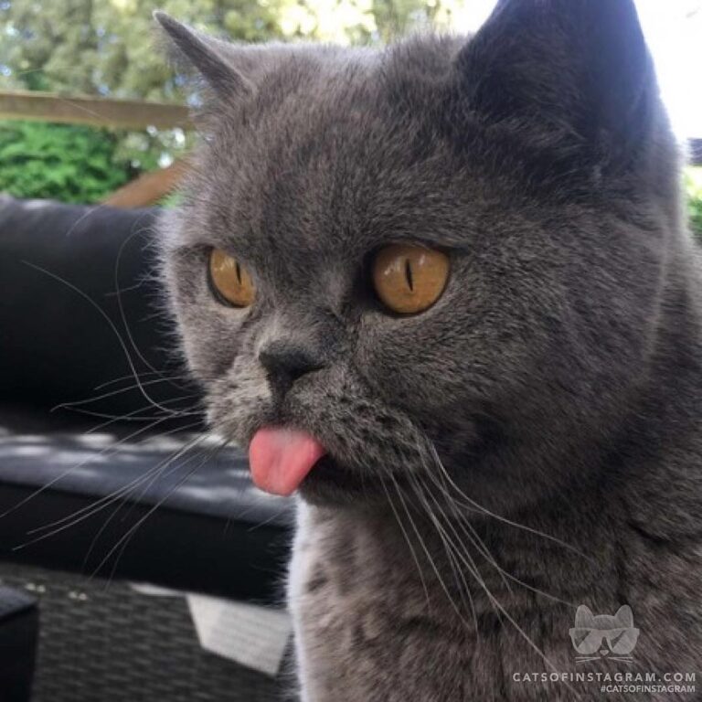 “Hi, I am Pearl the British Blue, I am 6 years old and very