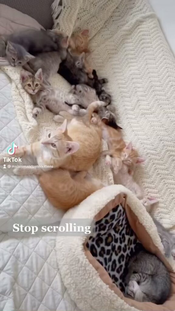 World’s cutest kitten pile? I think so.
