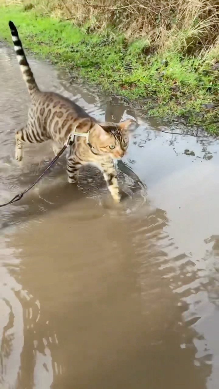 “Sorry hooman, but you’re cleaning my paws when we get home ” #