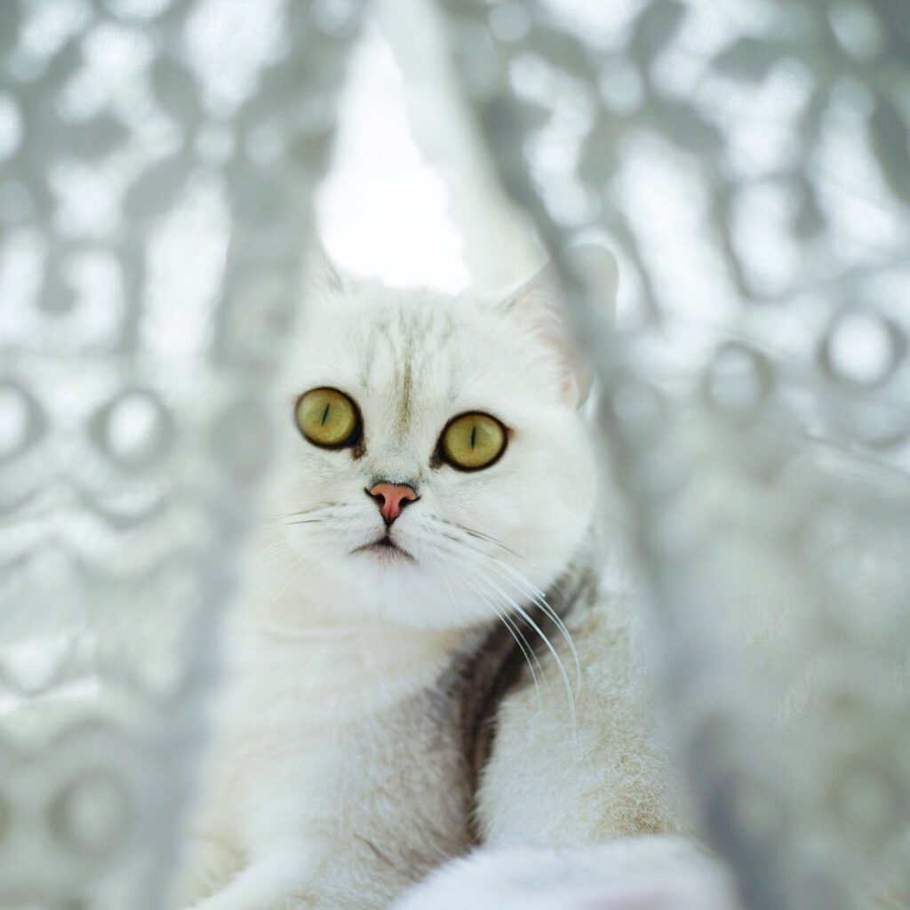 Princess is ready to sleep. Good night my furiends.