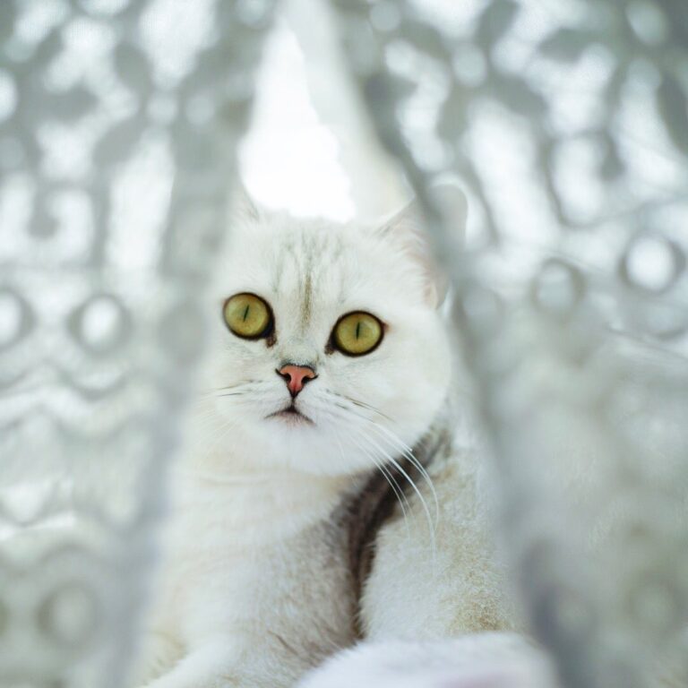 Princess is ready to sleep. Good night my furiends.