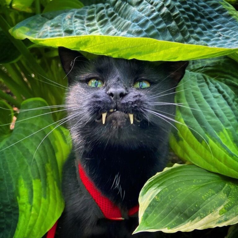 “Go ahead and name a more ferocious panther…I’ll wait!