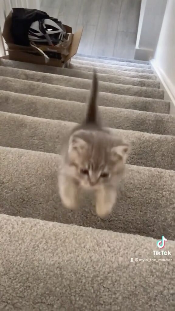 Here comes the goodest boy
