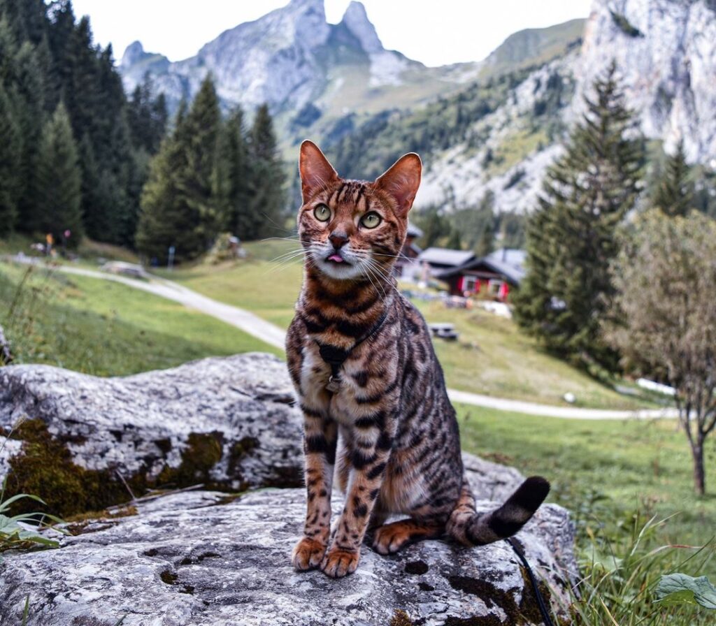 Discovering Swiss meowtains