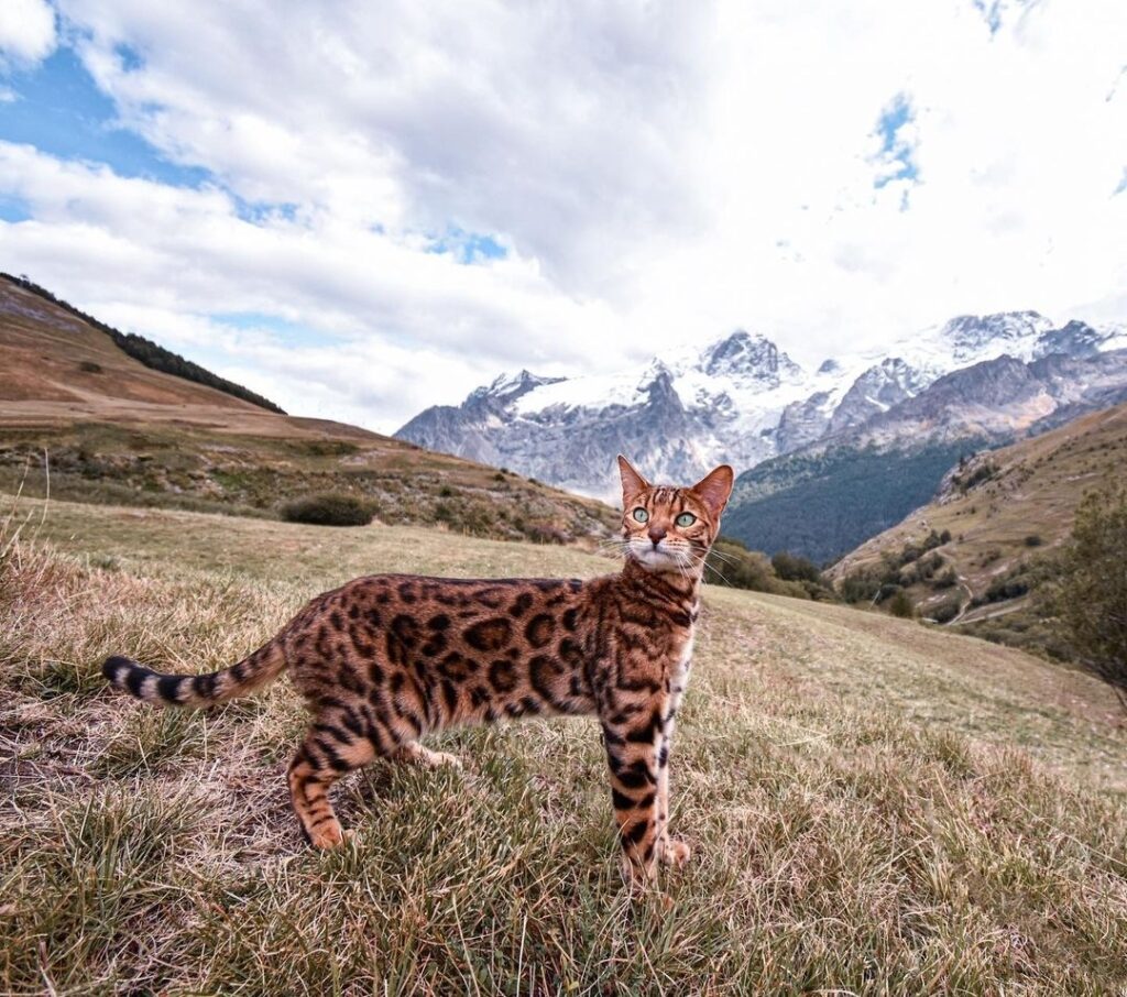Happy leopard