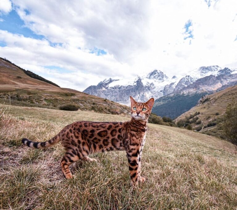 Happy leopard