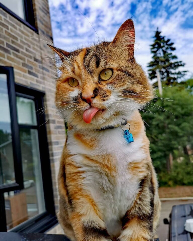 Cute Cat Moment