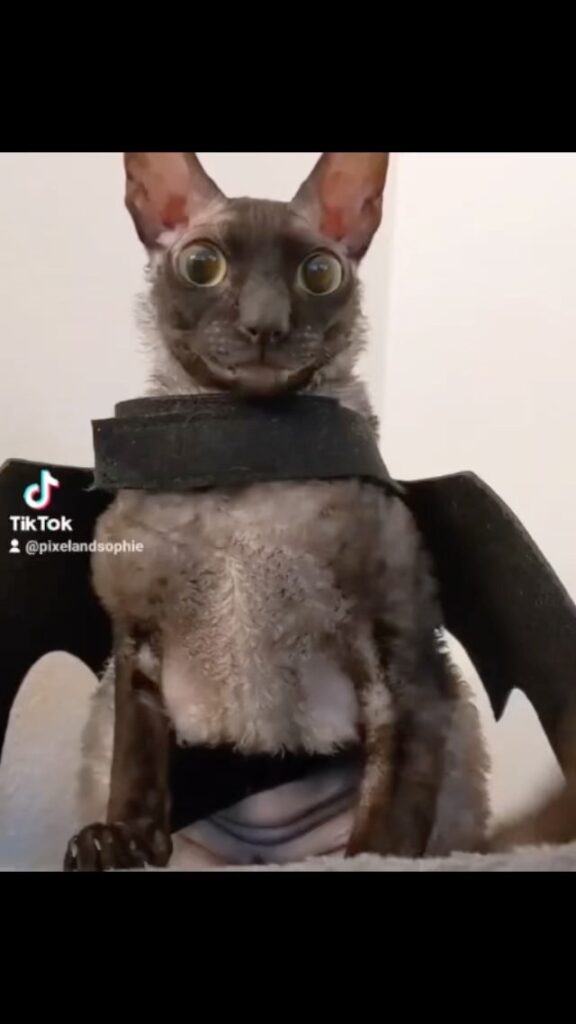 Cute Cat Moment