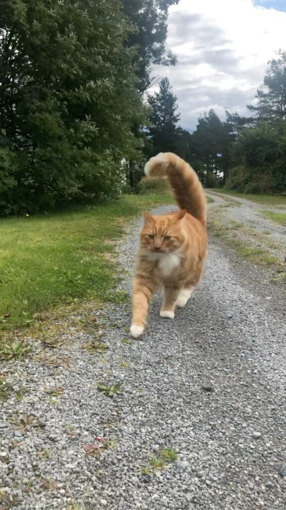 “Here he comes
