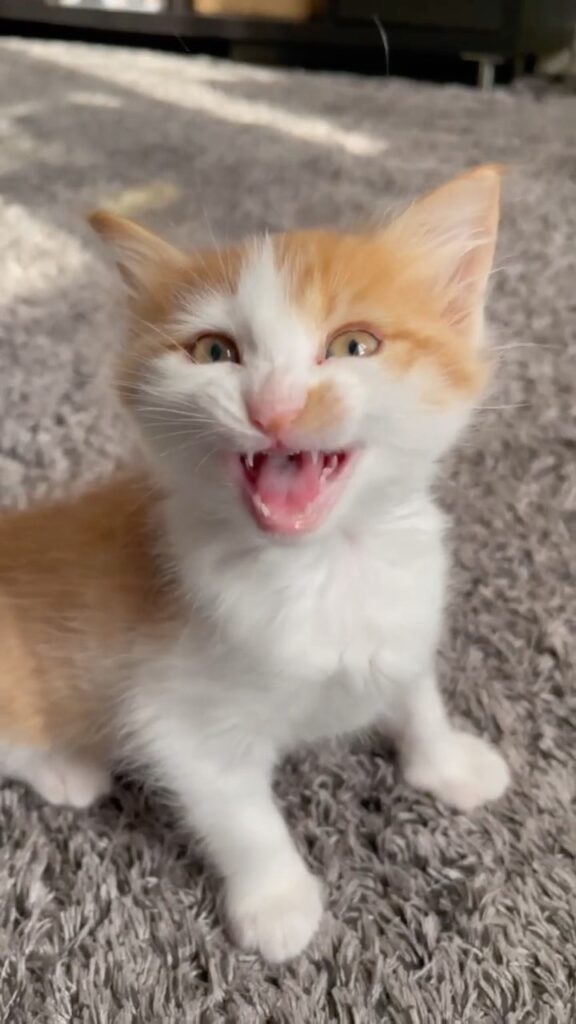 “Foster-kitten Peach loves to aa-aaa-aa when she plays #