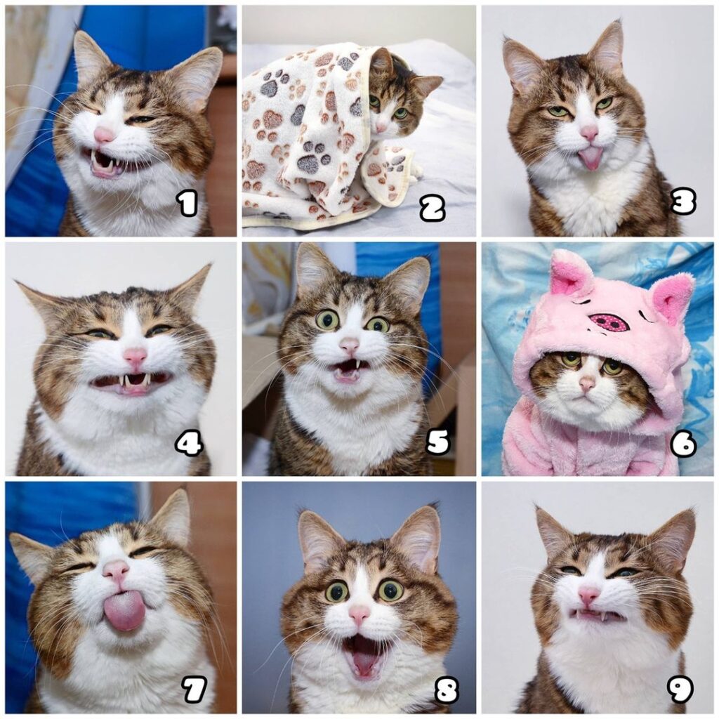 Which Rexie mood are you today?