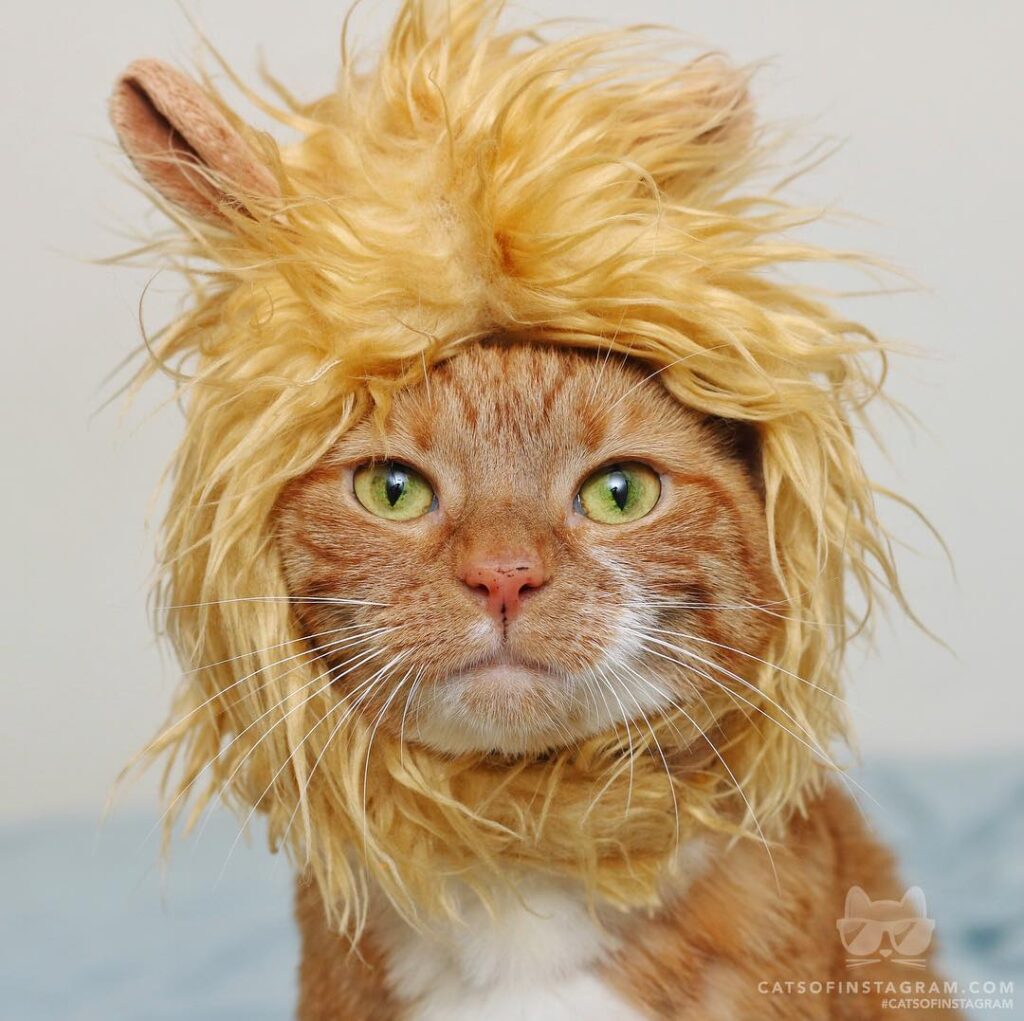 When they say you look good but you know they “lion”
