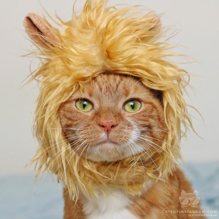 When they say you look good but you know they “lion”