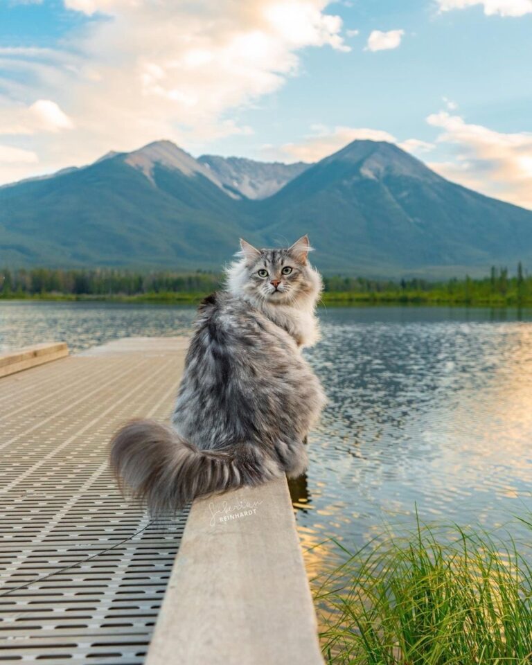 As majestic as the meowntains
