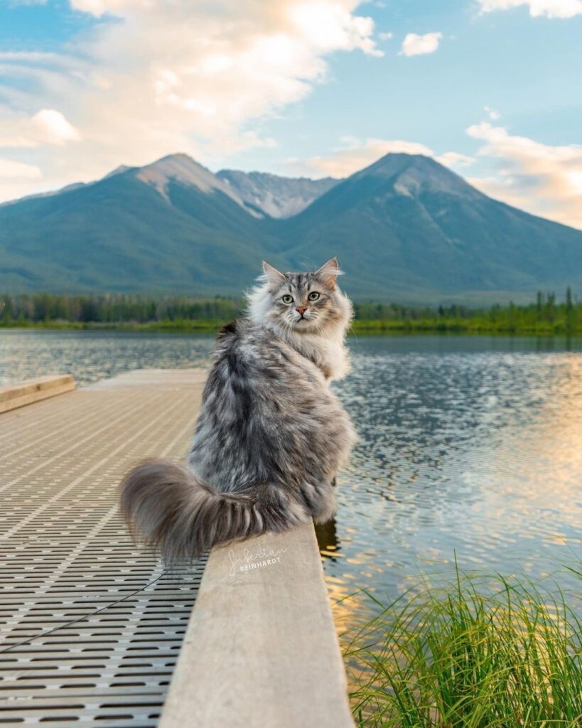 As majestic as the meowntains