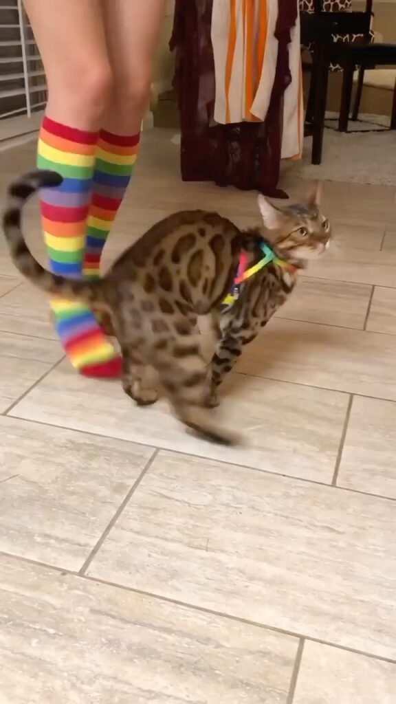 “Harness & Sock Dance Parties have become a nightly traditio