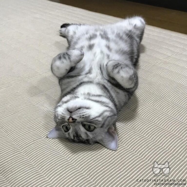 I’m just getting lazy
