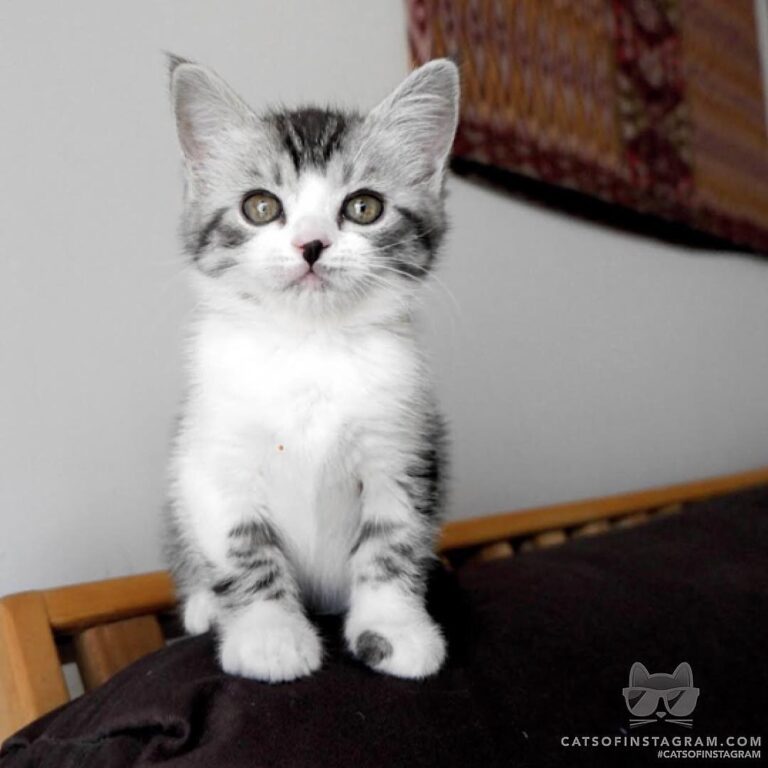 Do you like the spot on my paw?