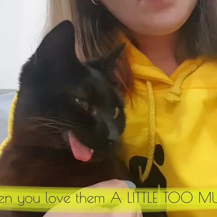Cute Cat Moment