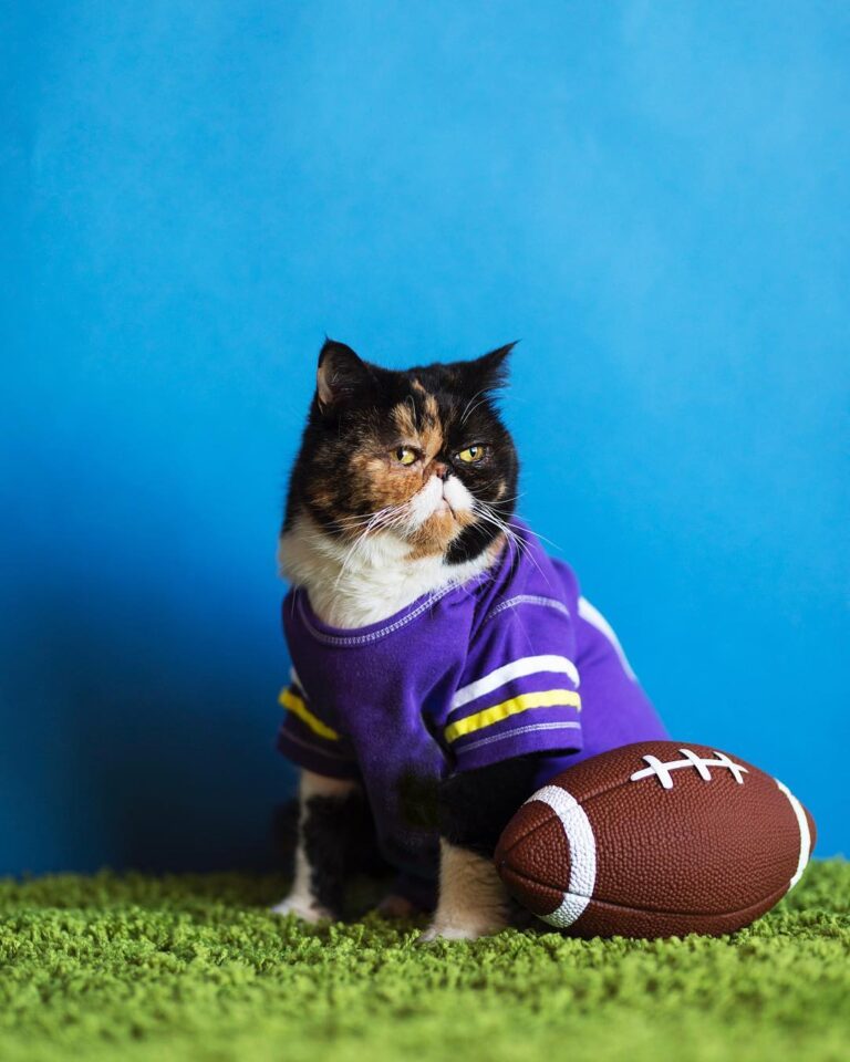 HUT! @pudgethecat is geared up and ready to watch the @hallmarkchannel