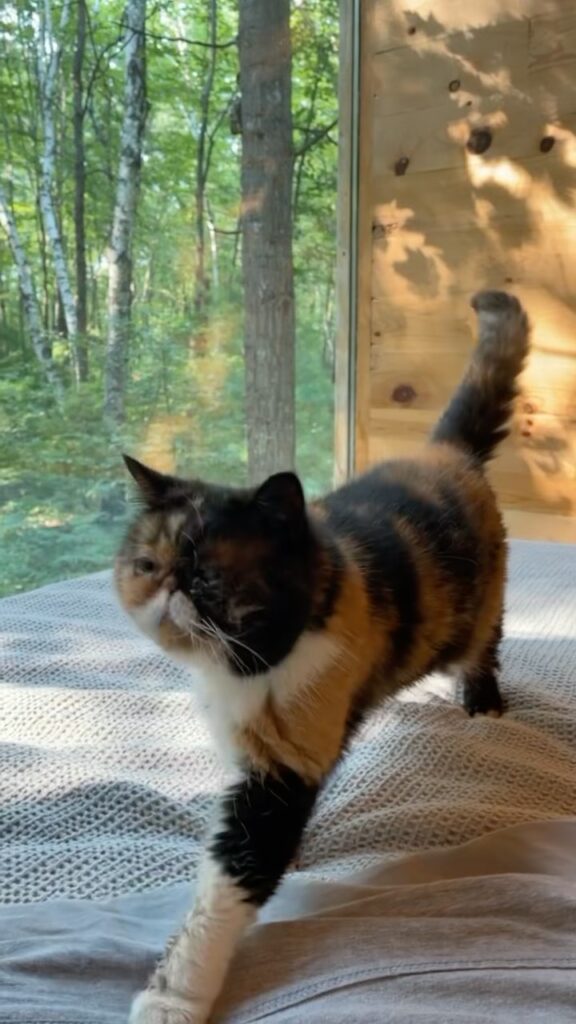 “I took Pudge on a quick little road trip to @offgridinn in Wisconsin