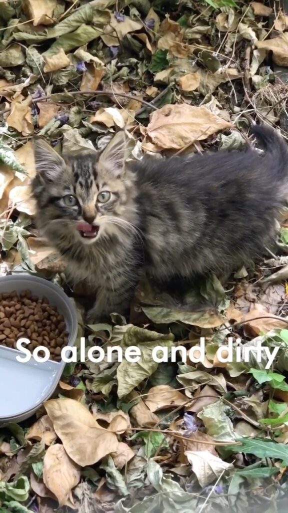 Nala’s rescue story
