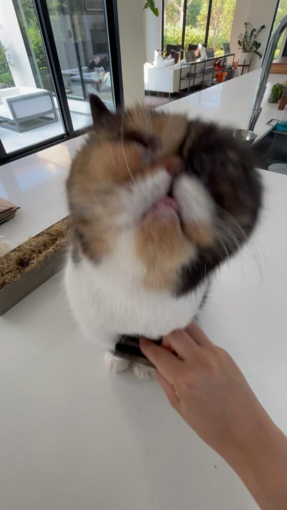 “You know how dogs will scratch at the air when you hit that itchy