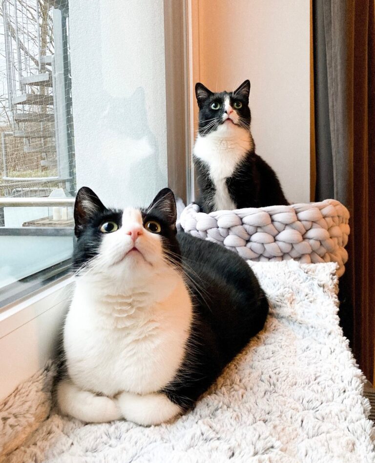 “My goal is to spoil my rescue cats so much that they never re