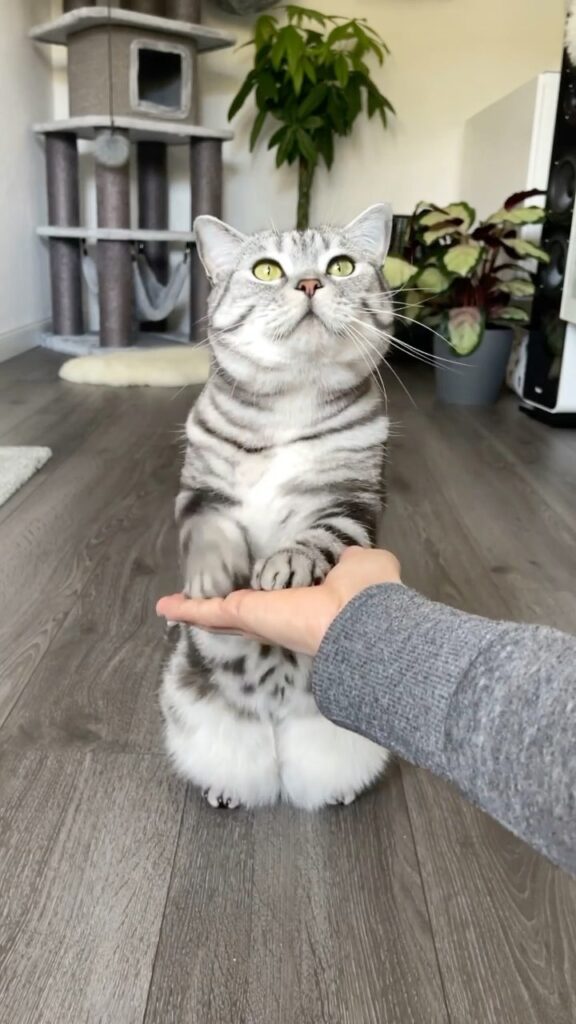 Good boy
