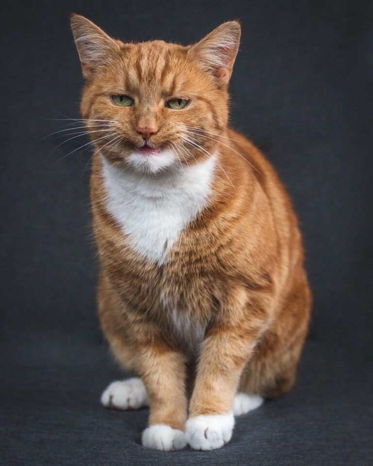 When meowmy tells a joke that isn’t even funny