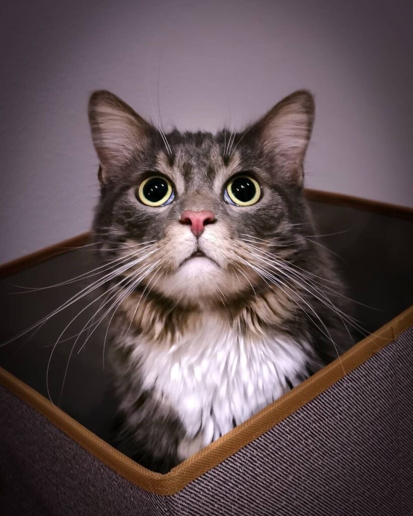 Cute Cat Moment