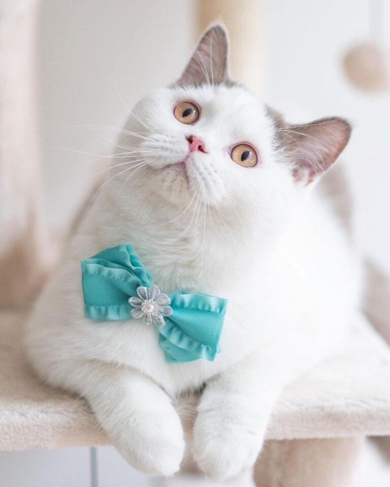 “This is my treato-begging face. It is gonna help