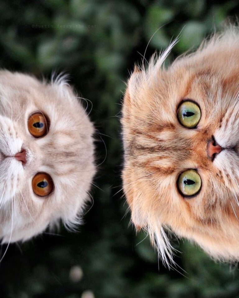 Peek a boo