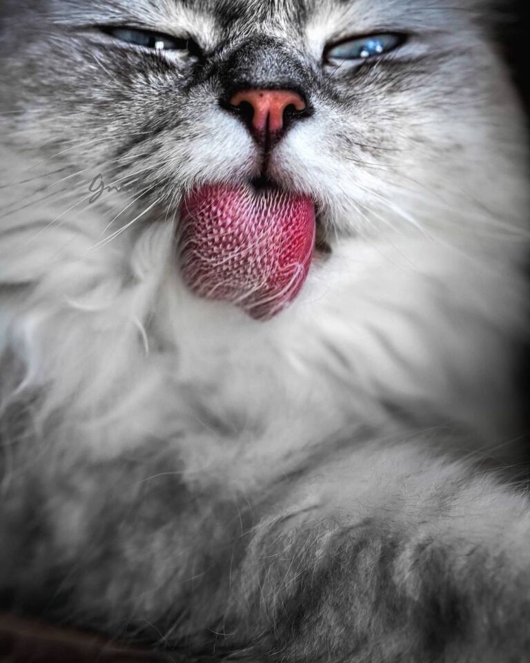Once again my incredible tongue