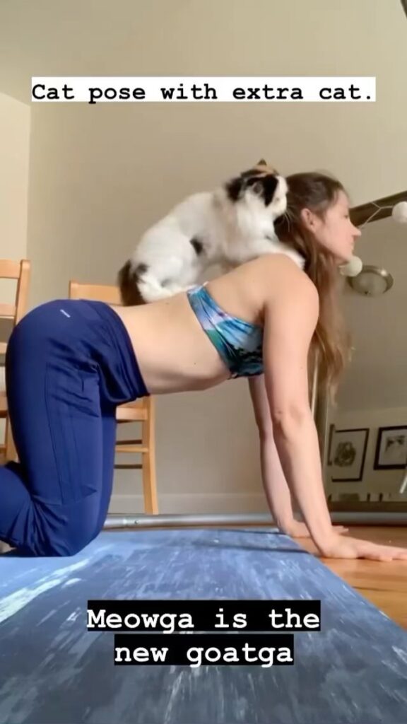 “Forget about goat yoga! – Meowga is where it’s at!