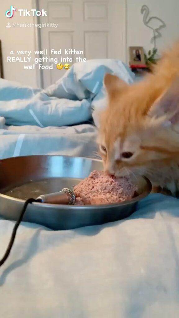 Cute Cat Moment