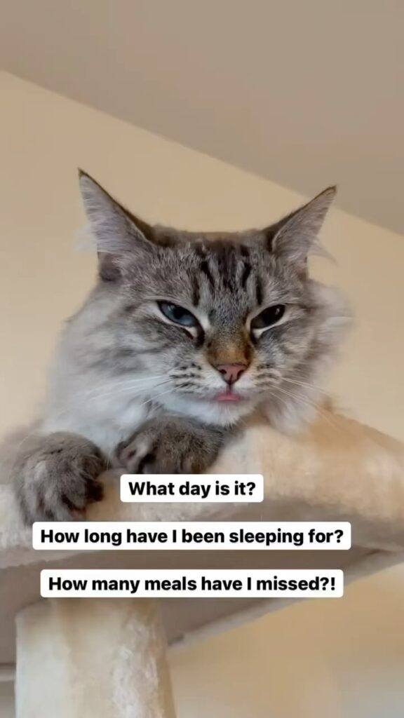 Post-nap crisis blep!