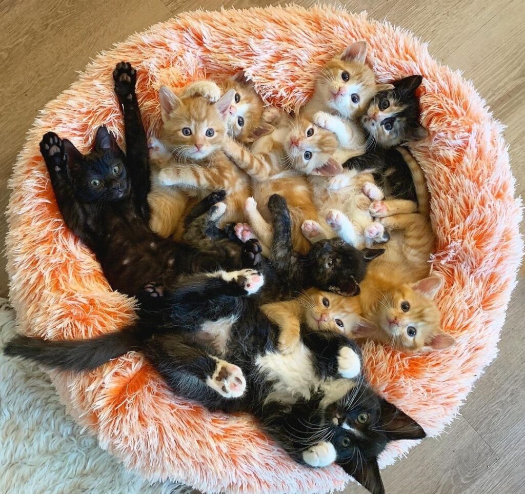 “The snuggle is REAL in the kitten room tonight! Have
