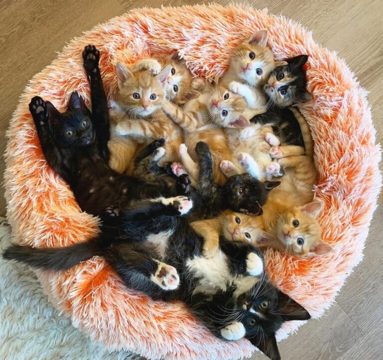 “The snuggle is REAL in the kitten room tonight! Have