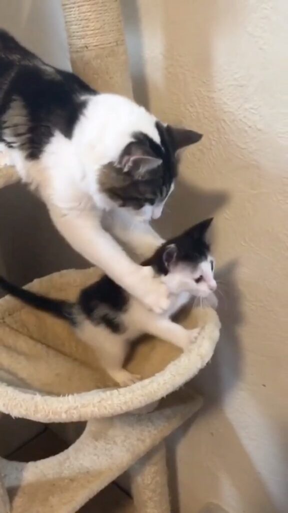 “Mamma cat teaching “No! We NEVER EVER go to the hooo