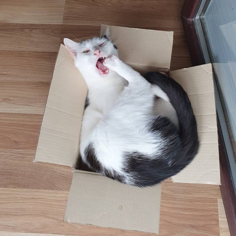 Everypawdy was cat fu fighting!