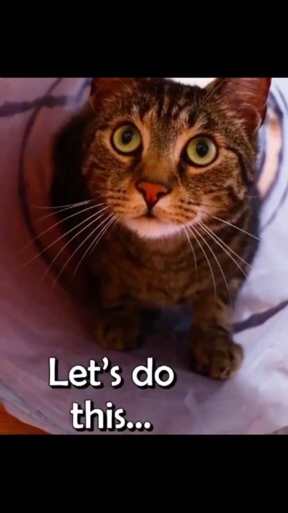 Cat spies be like: I mean… lasers LOL