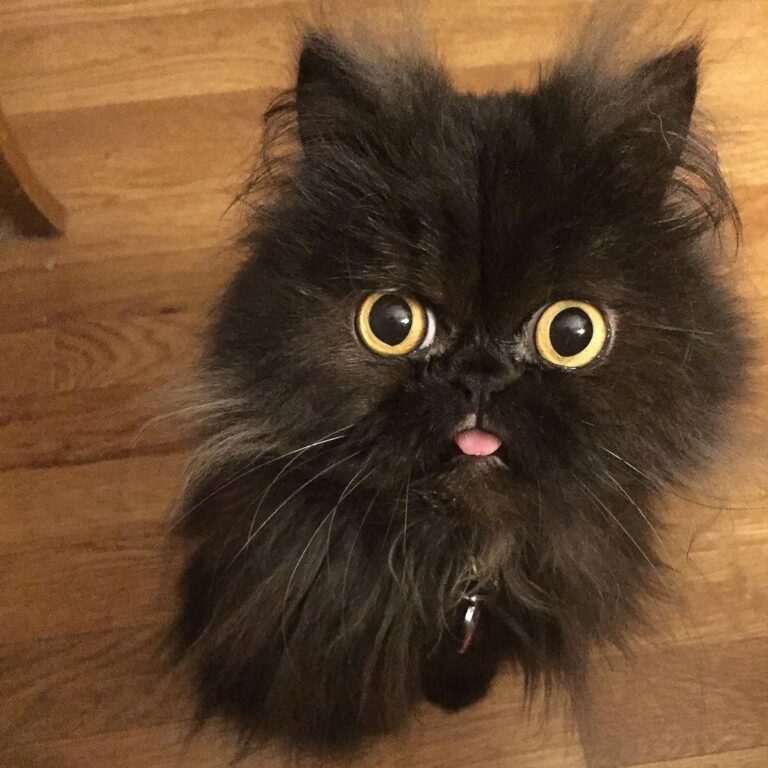 All bleps all day!