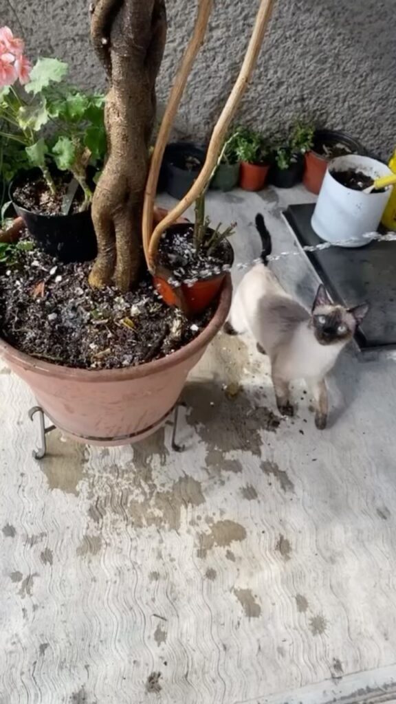 & @patricio_kitten: “A mi si me gusta jugar con el agua… pero la