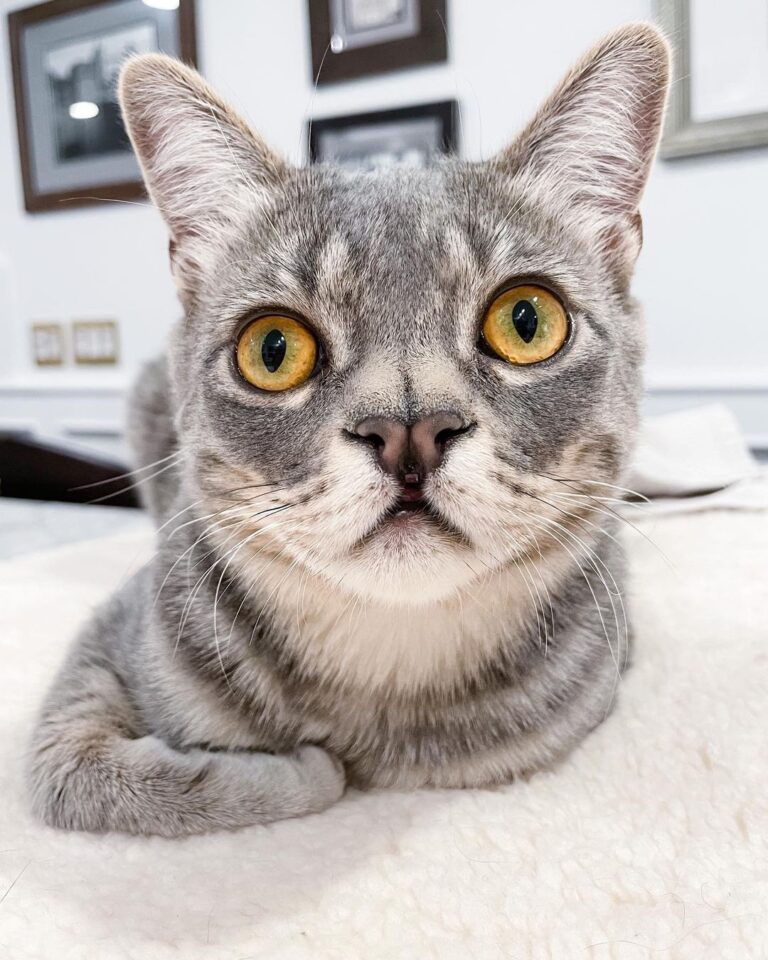 “Nope. Nothing cuter than those giant lizard eyes and heart sh