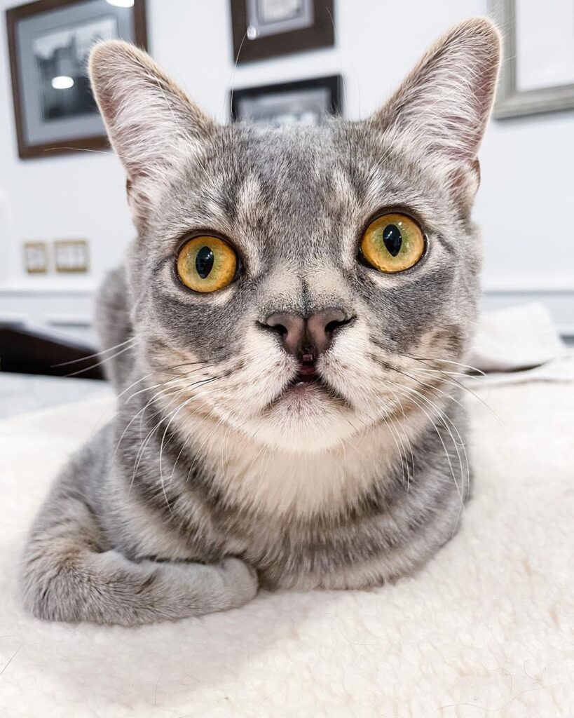 “Nope. Nothing cuter than those giant lizard eyes and heart sh